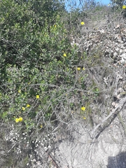 Osteospermum imbricatum