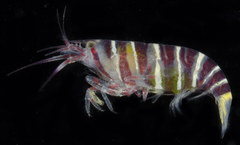 Athanas ornithorhynchus