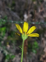 Osteospermum imbricatum