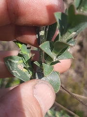 Osteospermum imbricatum