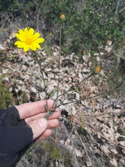 Osteospermum imbricatum