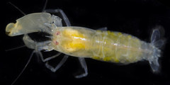 Synalpheus gracilirostris