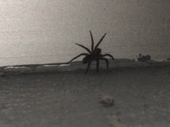 Lycosinae