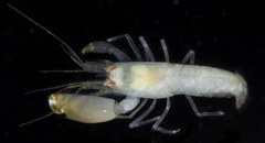 Synalpheus streptodactylus