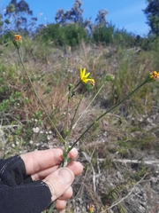 Osteospermum imbricatum