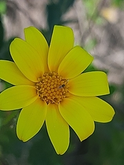 Osteospermum imbricatum