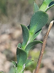 Osteospermum imbricatum