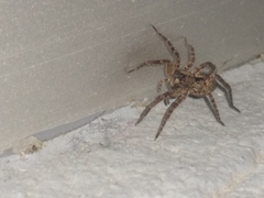 Lycosinae