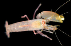 Synalpheus streptodactylus