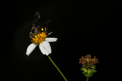 Bicyrtes insidiatrix