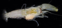 Synalpheus streptodactylus