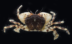 Trissoplax dentata