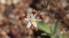 Nemacladus rubescens