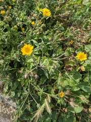 Helminthotheca echioides