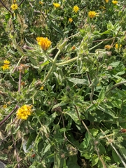 Helminthotheca echioides