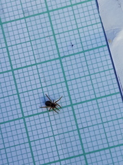 Hypsosinga sanguinea