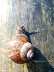 Helix pomatia