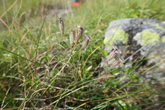 Silene ciliata