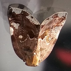 Ricania speculum