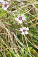 Silene ciliata