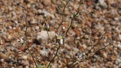 Nemacladus rubescens