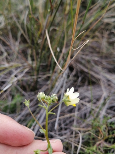 Image of Nemesia ligulata by (c) Danie Palm, some rights reserved (CC BY)