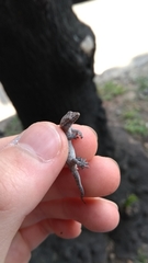 Lepidodactylus lugubris