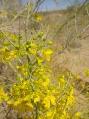 Acmaeodera tuta