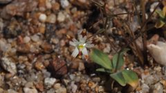 Nemacladus rubescens