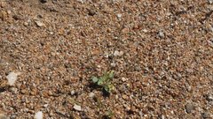 Nemacladus rubescens