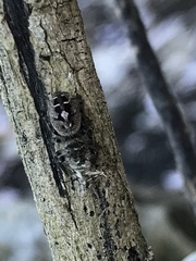 Phidippus carolinensis