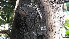 Lepidodactylus lugubris