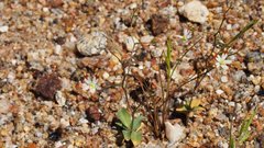 Nemacladus rubescens