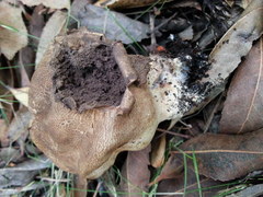 Scleroderma verrucosum