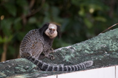 Callithrix geoffroyi