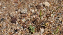 Nemacladus rubescens