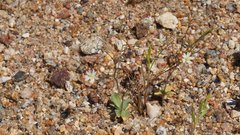 Nemacladus rubescens