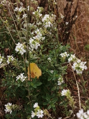 Berteroa incana
