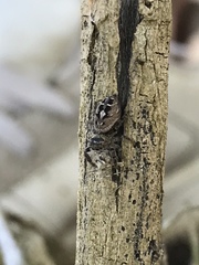 Phidippus carolinensis