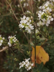 Berteroa incana