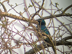 Lamprotornis chalybaeus