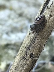 Phidippus carolinensis