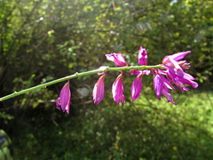 Polygala major