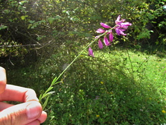 Polygala major