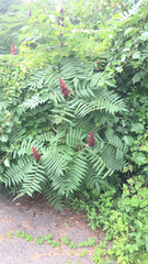 Rhus typhina