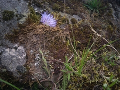 Jasione laevis