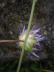 Jasione laevis