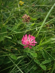 Trifolium medium