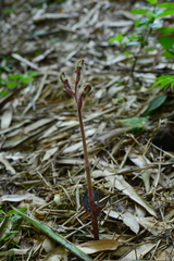 Odontochilus elwesii