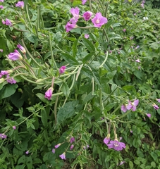 Epilobium hirsutum